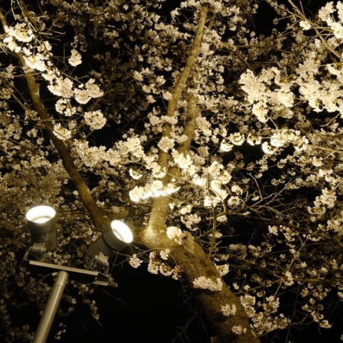 展勝地の桜の夜景