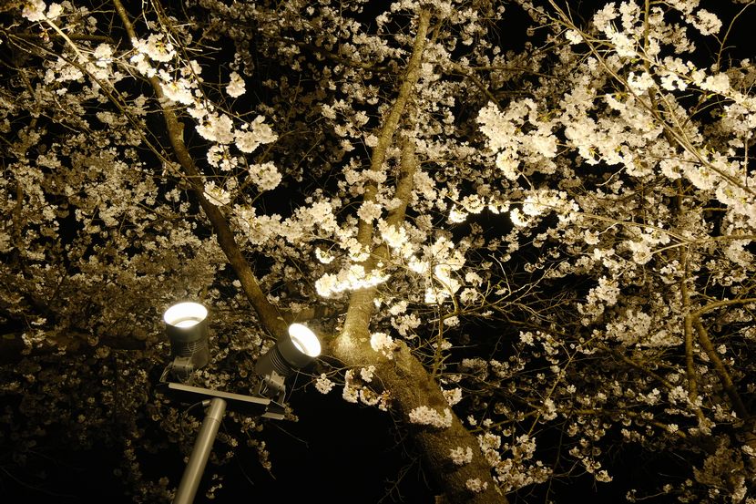 展勝地の桜の夜景