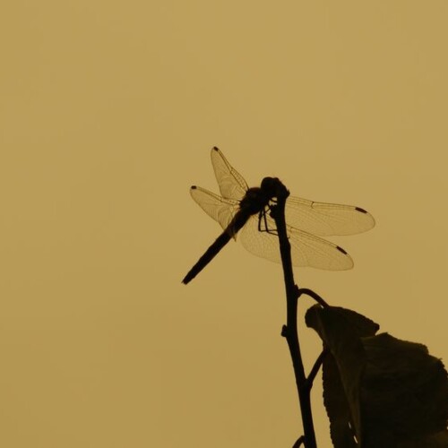 夕焼け小焼けの赤とんぼ