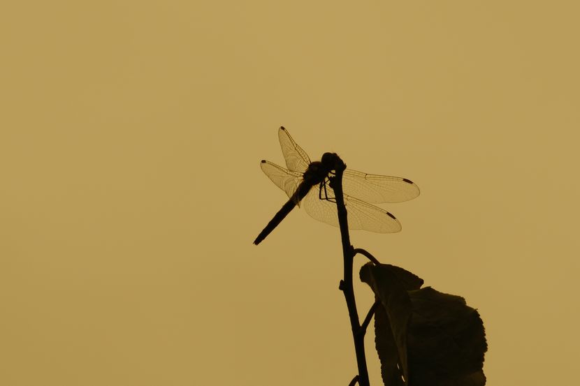 夕焼け小焼けの赤とんぼ