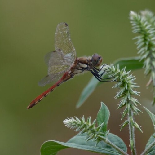 10月秋のトンボ