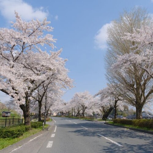 世界遺産平泉の桜の風景