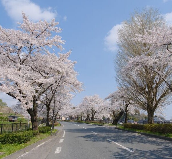 世界遺産平泉の桜の風景