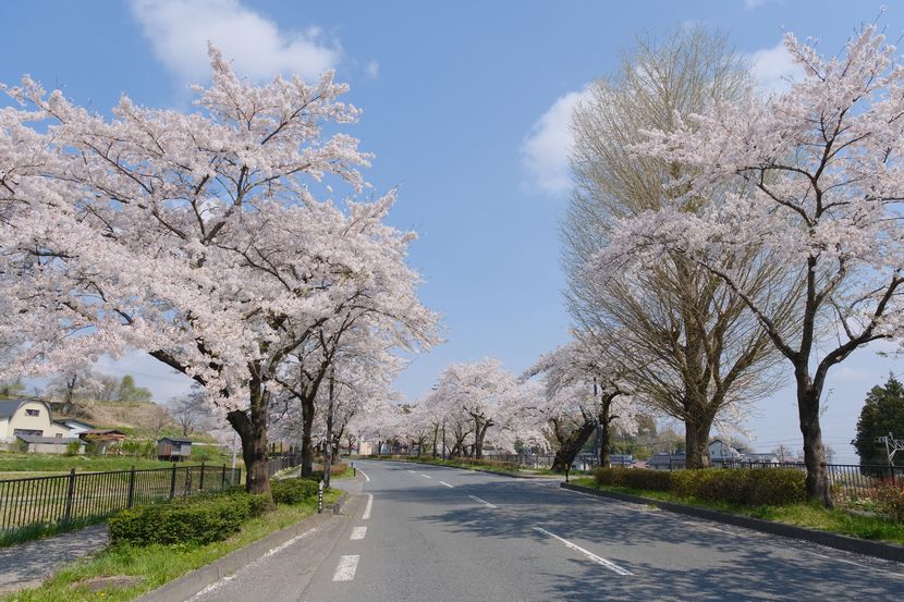 世界遺産平泉の桜の風景