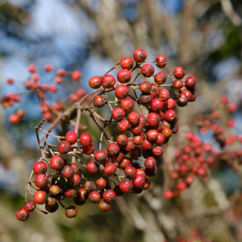 10月の牧場のナナカマドの実
