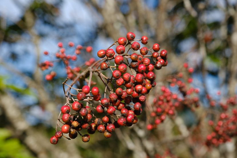 10月の牧場のナナカマドの実