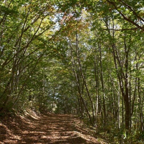 世界谷地原生花園に向かう遊歩道