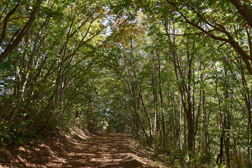 世界谷地原生花園に向かう遊歩道