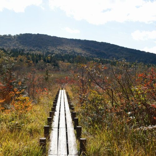世界谷地原生花園の秋の木道の風景