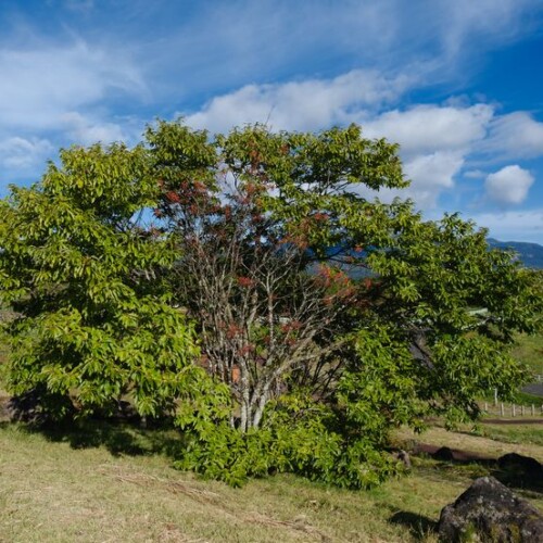 牧場の10月のナナカマドの風景