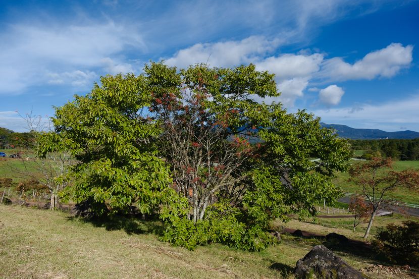 牧場の10月のナナカマドの風景