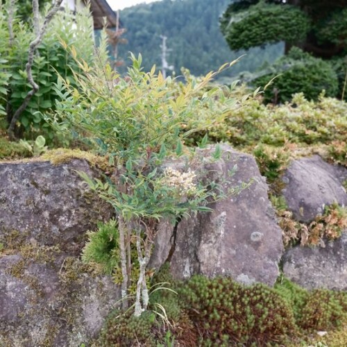 庭の白南天の木