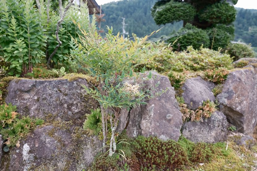 庭の白南天の木