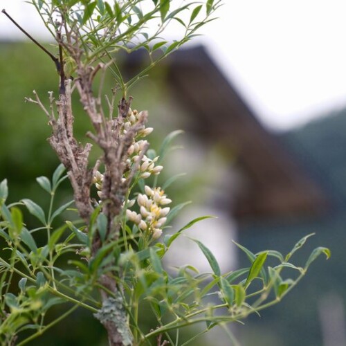 10月の白南天の実