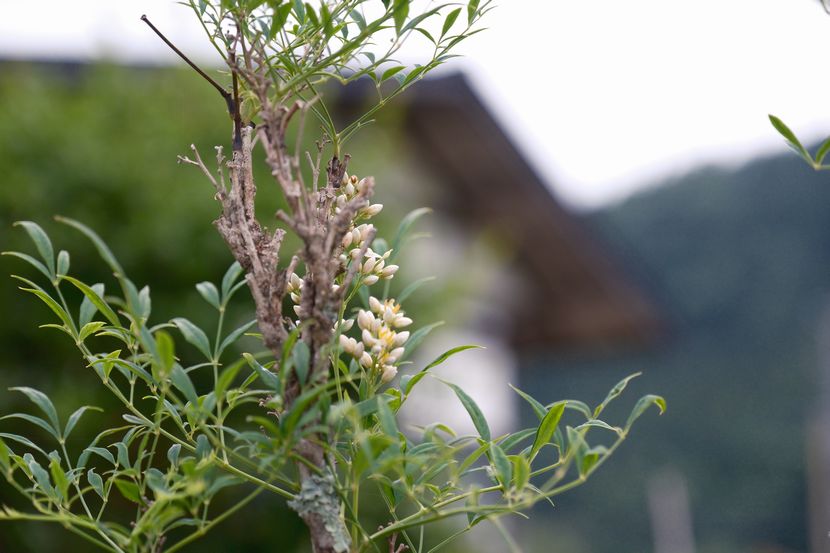 10月の白南天の実