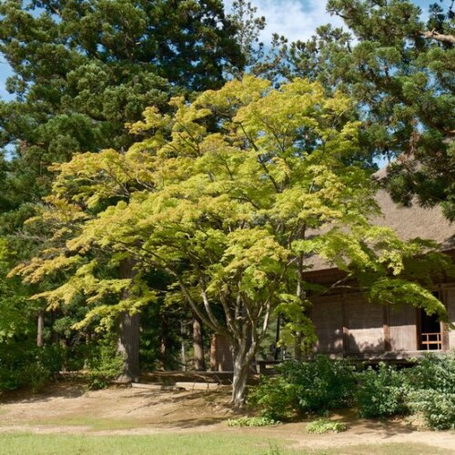 6月の世界遺産毛越寺庭園の風景