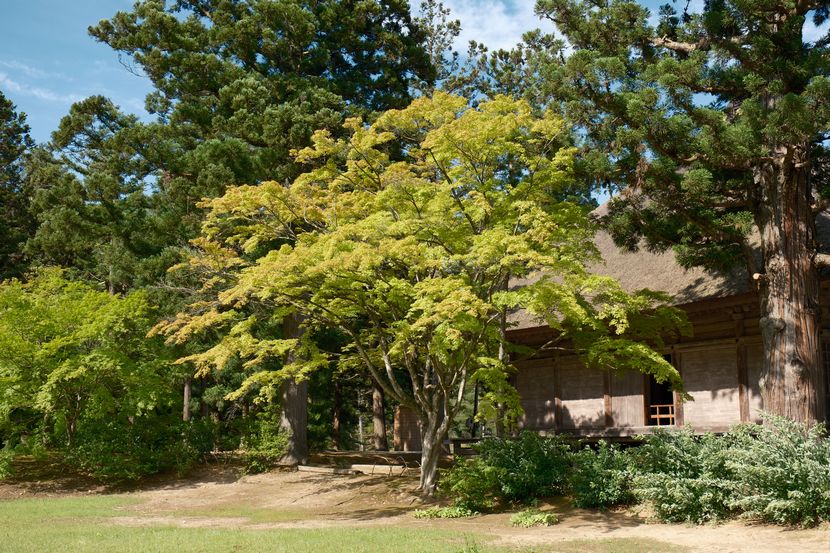 6月の世界遺産毛越寺庭園の風景