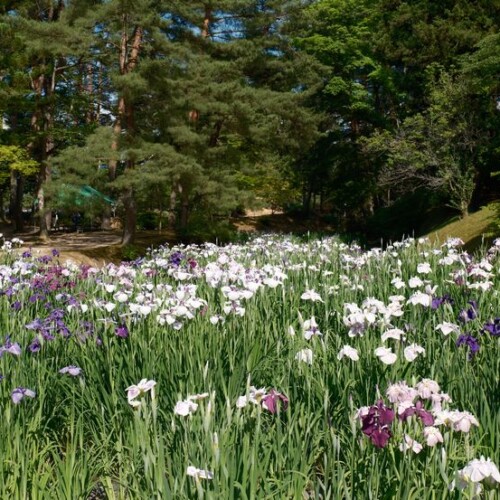 6月の世界遺産毛越寺庭園のあやめ祭り