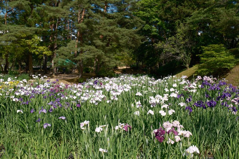 6月の世界遺産毛越寺庭園のあやめ祭り