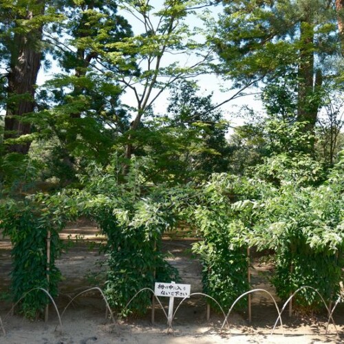 6月の世界遺産毛越寺庭園の風景