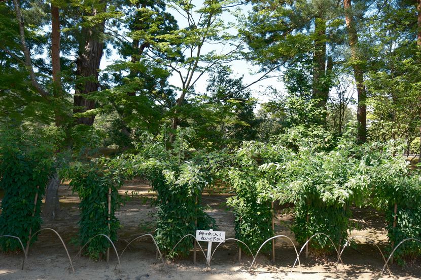 6月の世界遺産毛越寺庭園の風景
