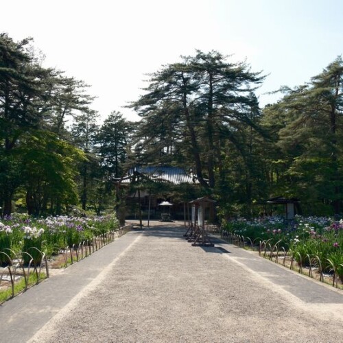 6月の世界遺産毛越寺庭園のあやめ祭り