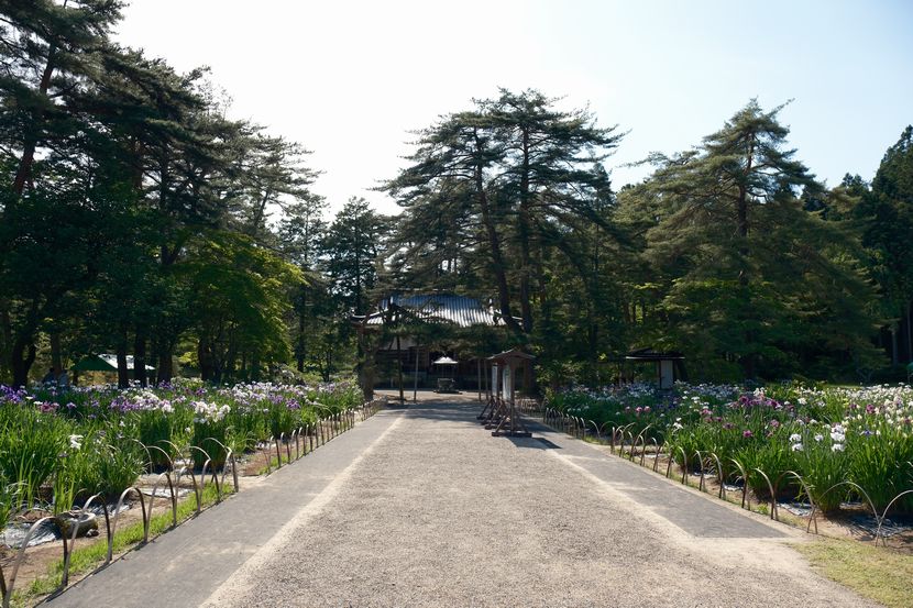 6月の世界遺産毛越寺庭園のあやめ祭り