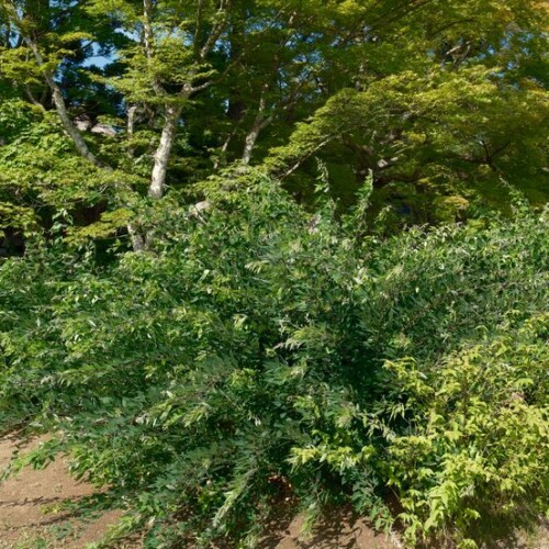 6月の世界遺産毛越寺の萩の写真