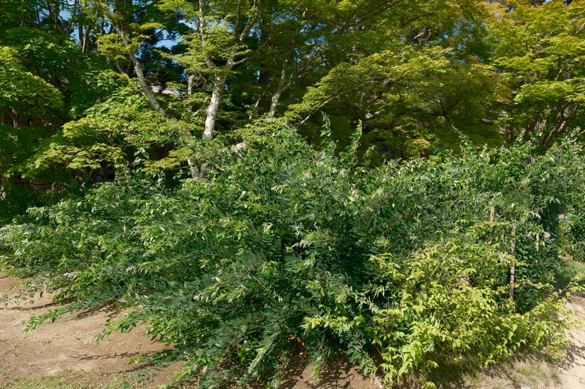 6月の世界遺産毛越寺の萩の写真