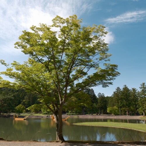 6月の世界遺産毛越寺の大泉ヶ池の風景