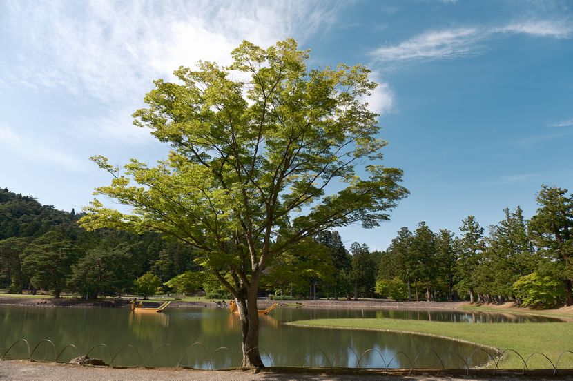 6月の世界遺産毛越寺の大泉ヶ池の風景