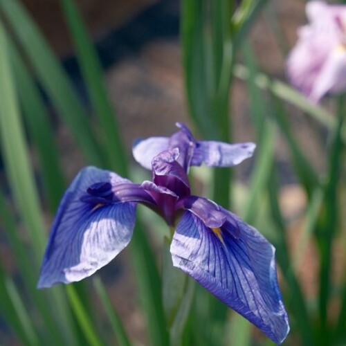 6月の世界遺産毛越寺庭園のあやめ祭り