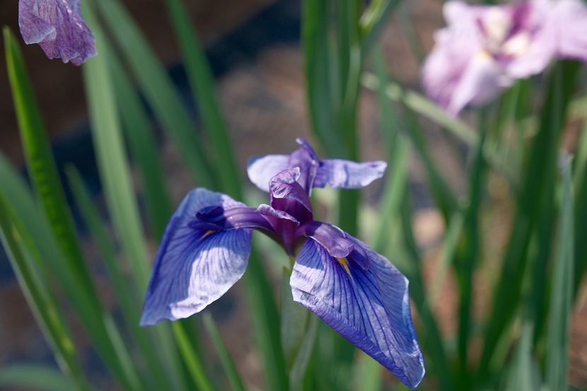 6月の世界遺産毛越寺庭園のあやめ祭り
