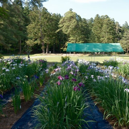 6月の世界遺産毛越寺庭園のあやめ祭り