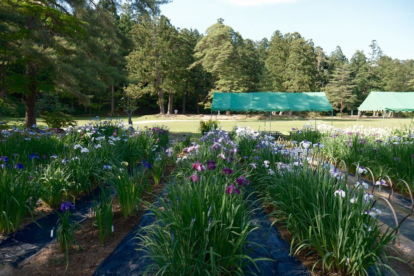 6月の世界遺産毛越寺庭園のあやめ祭り
