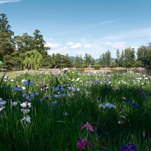 6月の世界遺産毛越寺庭園のあやめ祭り