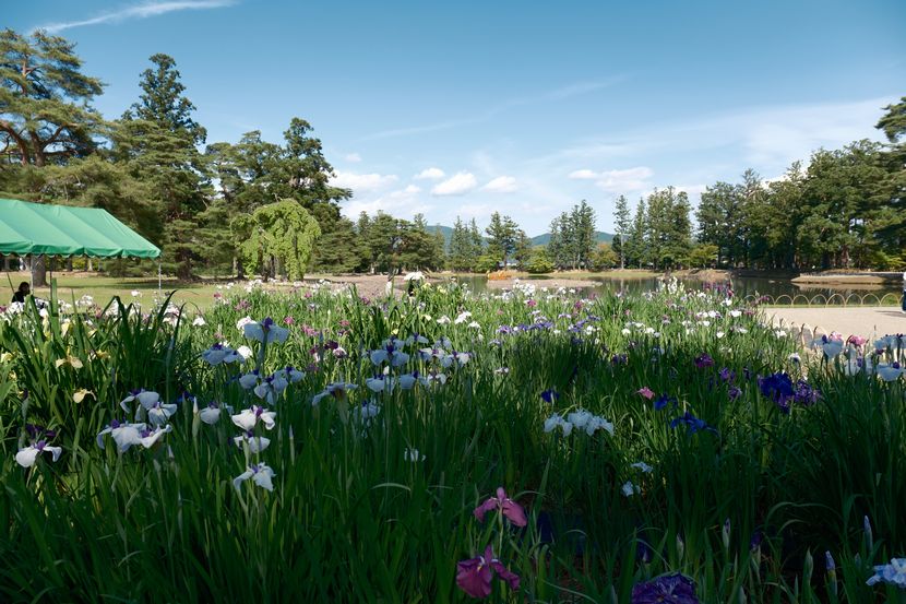 6月の世界遺産毛越寺庭園のあやめ祭り