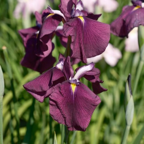 6月の世界遺産毛越寺庭園のあやめ祭り