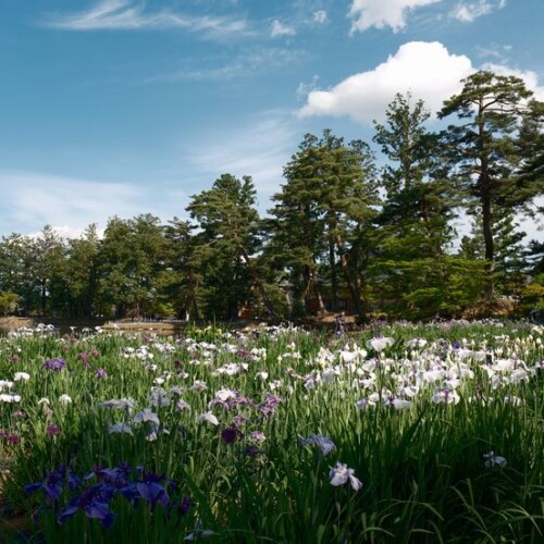 6月の世界遺産毛越寺庭園のあやめ祭り