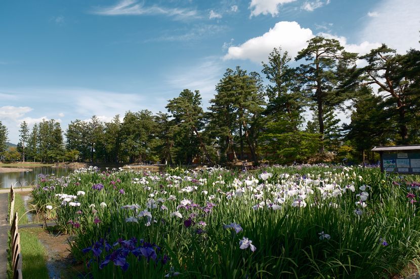 6月の世界遺産毛越寺庭園のあやめ祭り