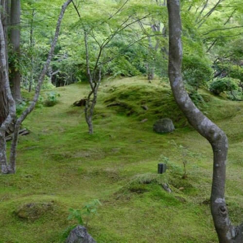 松島円通院の6月風景