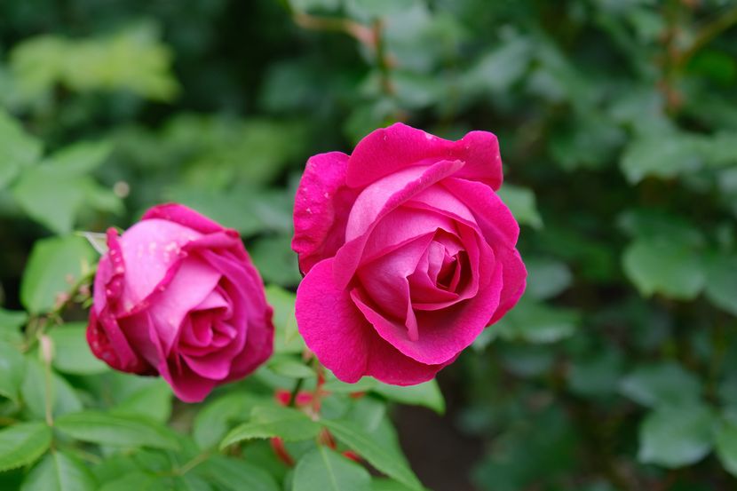 松島円通院のバラ