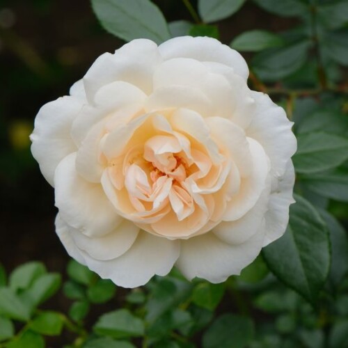 松島円通院のバラ