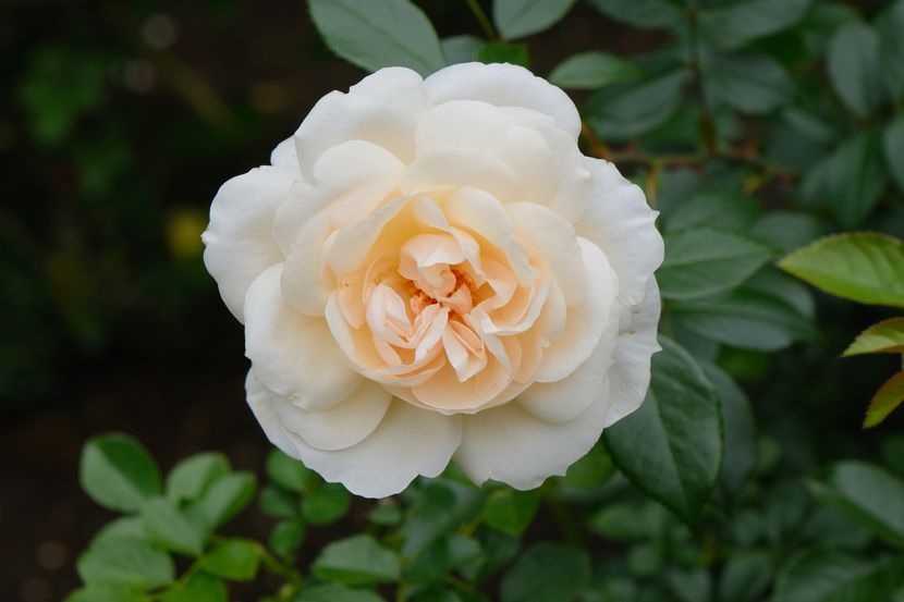 松島円通院のバラ