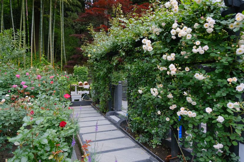 松島円通院のバラ園の風景