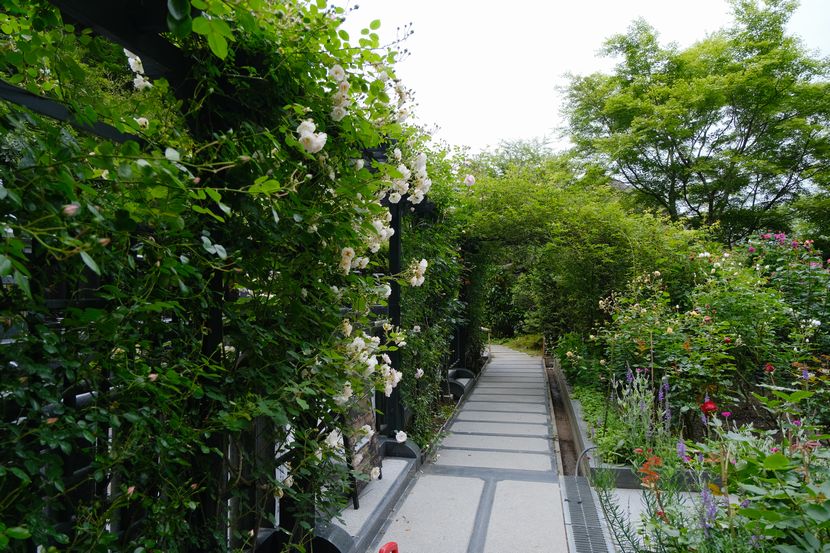 松島円通院のバラ園の風景