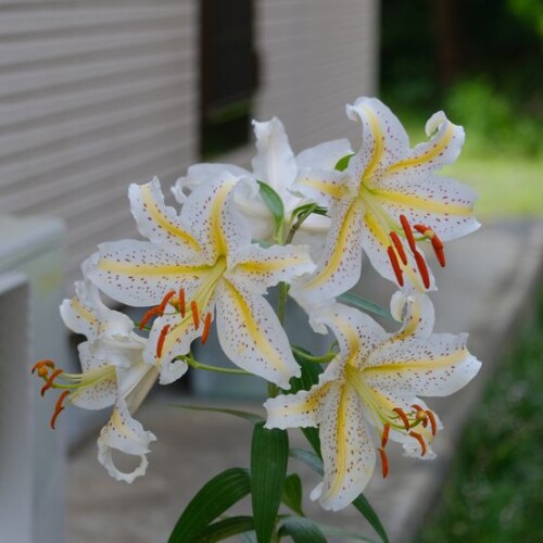 庭に咲くユリの花