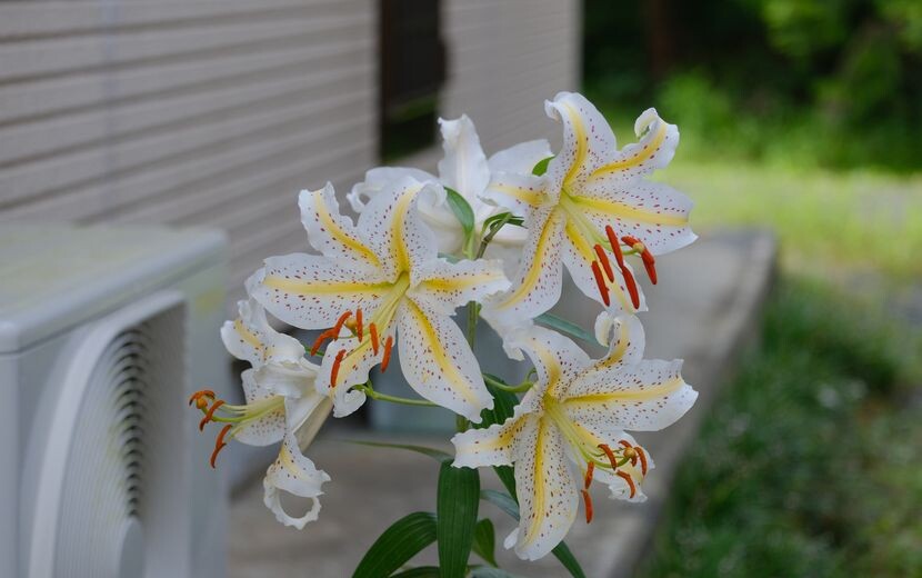 庭に咲くユリの花