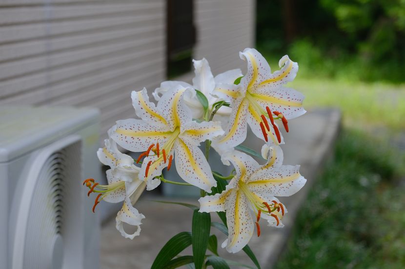 庭に咲くユリの花
