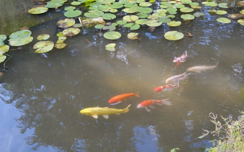 我が家の池の鯉